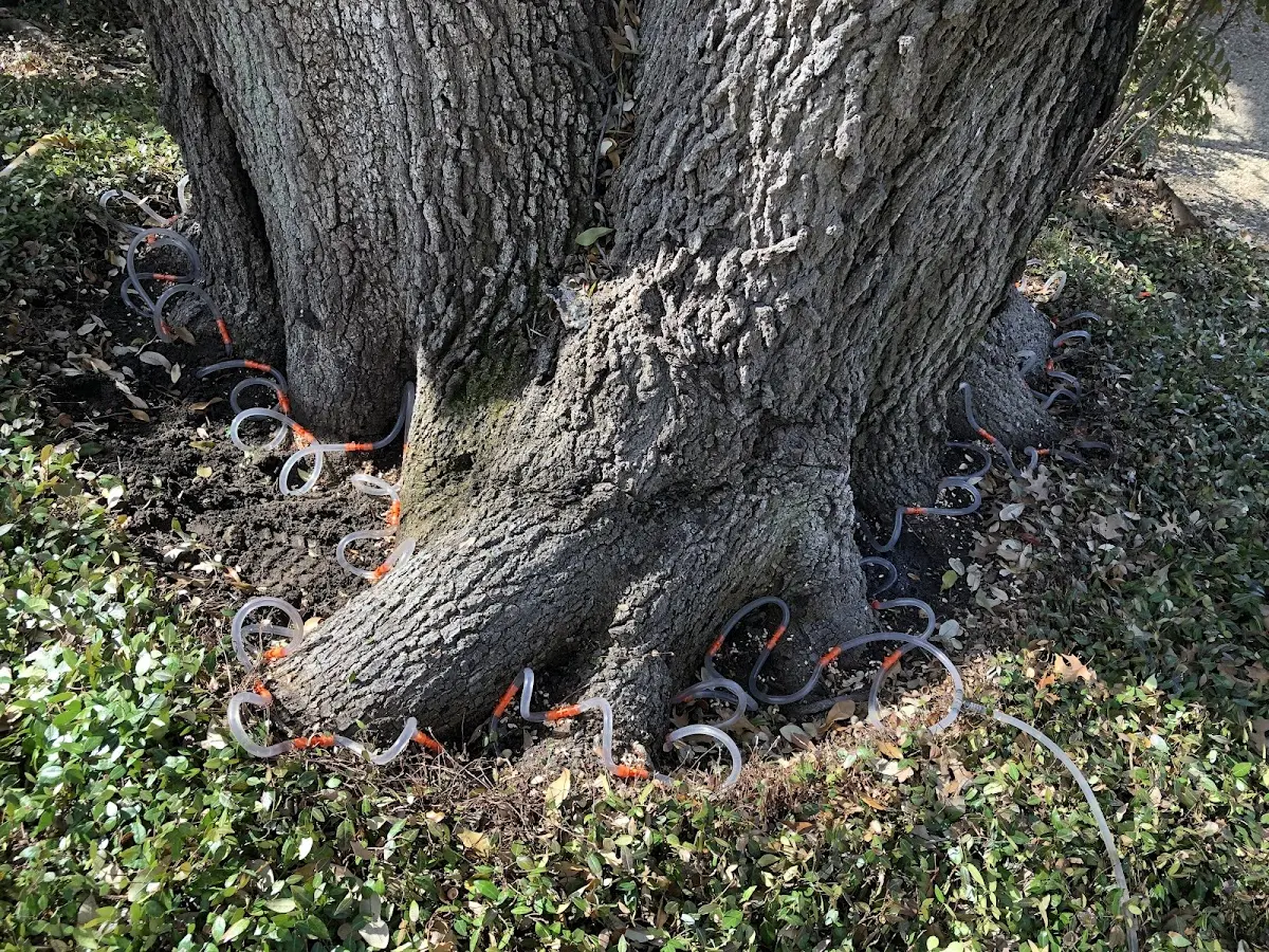 Detailed Tree Cabling and Bracing job site in Divide