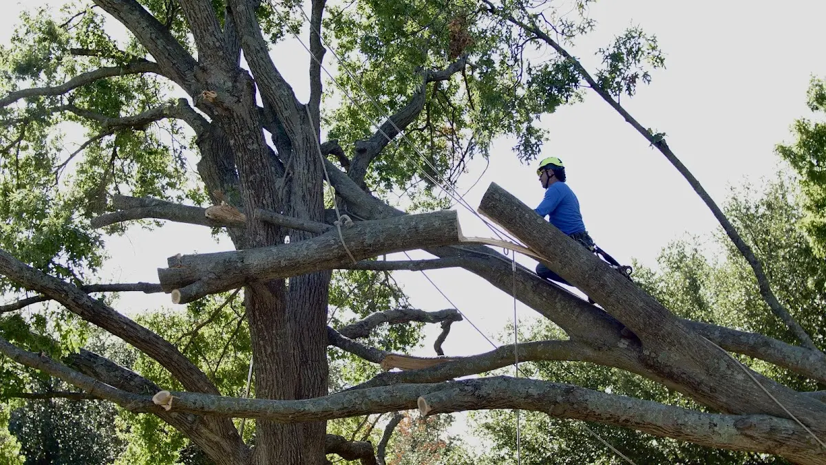 Professional Crown Thinning performed by certified arborists in Divide
