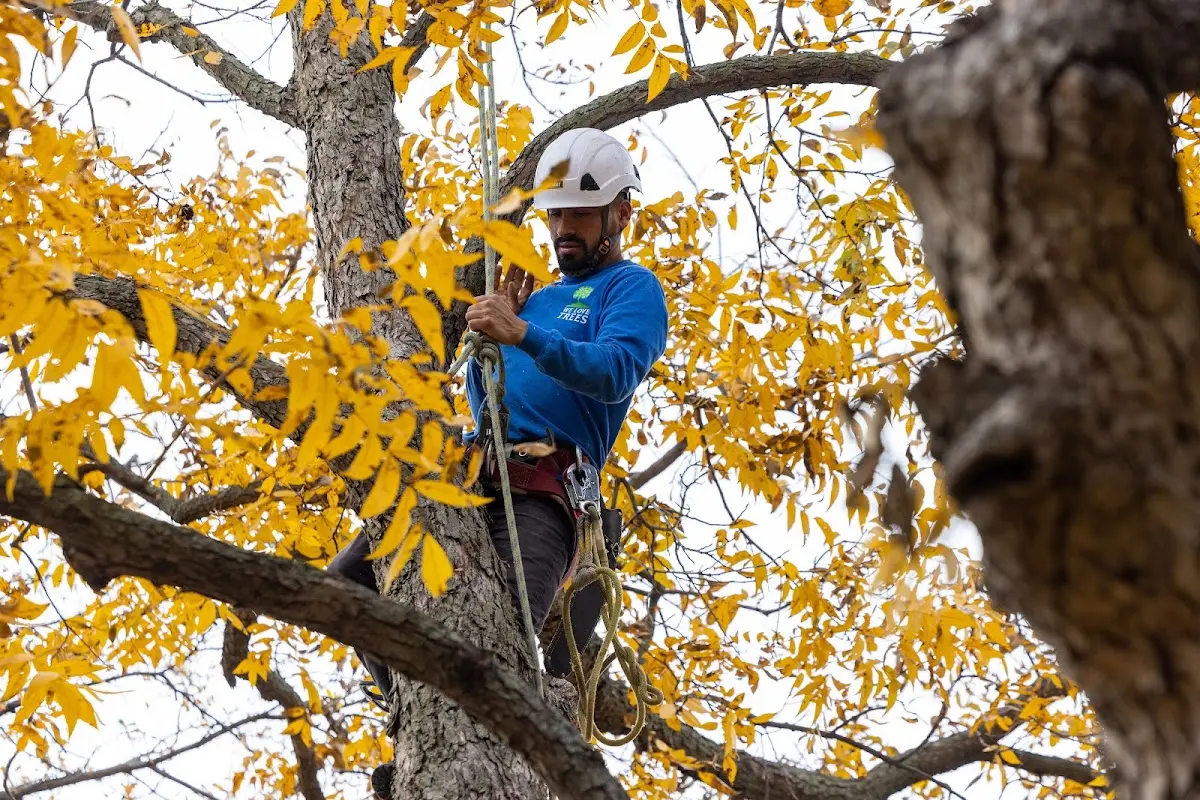 Skilled Tree Trimming crew working in Divide
