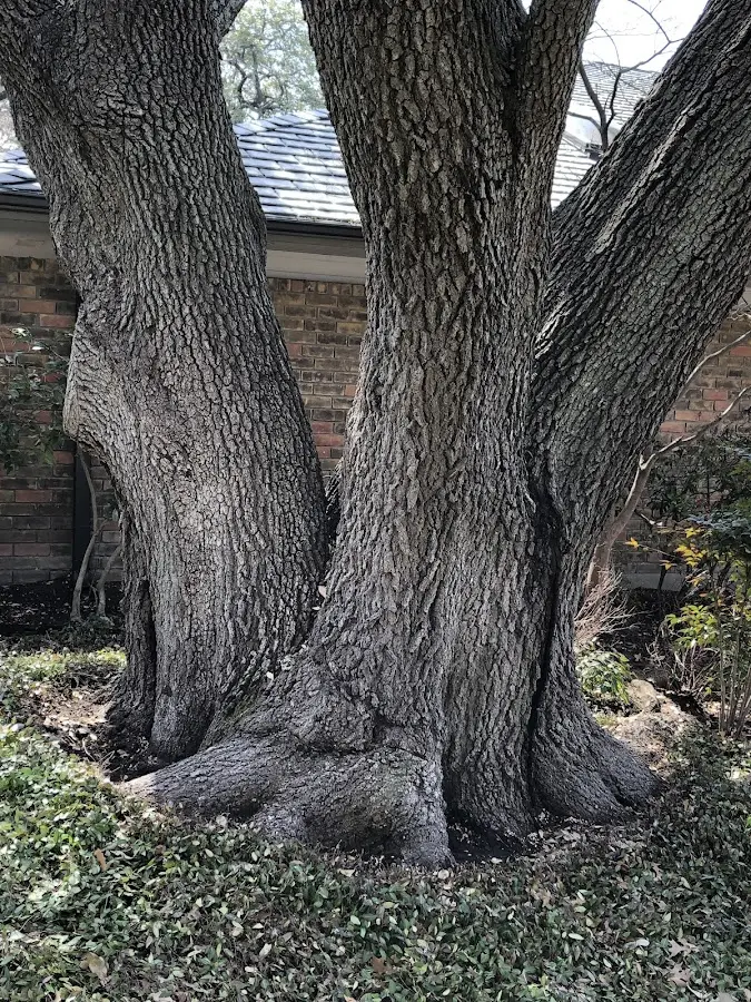 Mature heritage tree close to a Divide property cared for by certified arborists